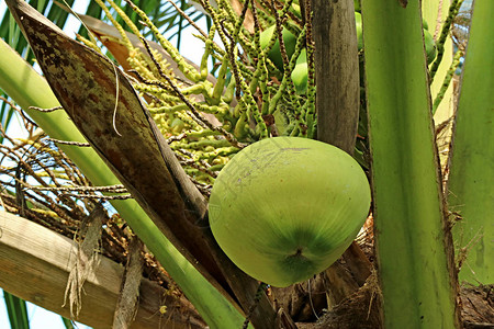泰国椰子树上的绿色青图片