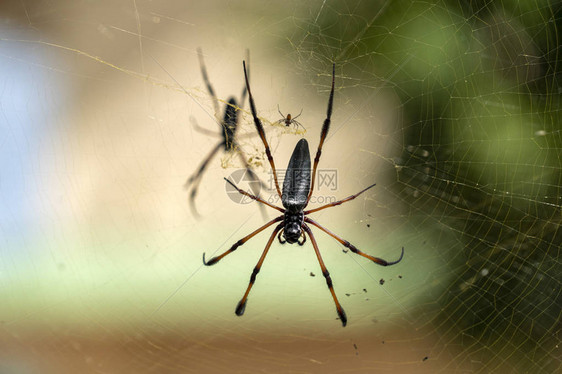 网络和绿色背景上的塞舌尔棕榈蜘蛛图片