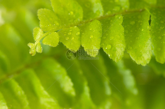 蕨叶上的雨滴图片