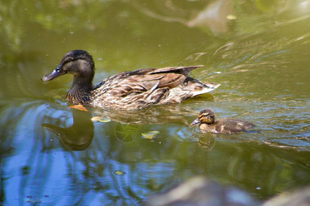 这只鸭子属于水禽家阿纳蒂达的亚家族图片