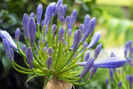 紫色百子莲图片