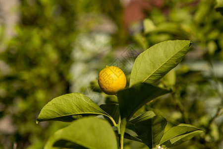 柠檬树上的黄水果植物水果食图片