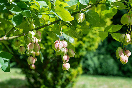 膀胱坚果staphyleapinnata树上的水果特写图片