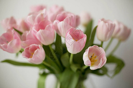 一束春天美丽的花朵放在玻璃花瓶里白色背景的图片