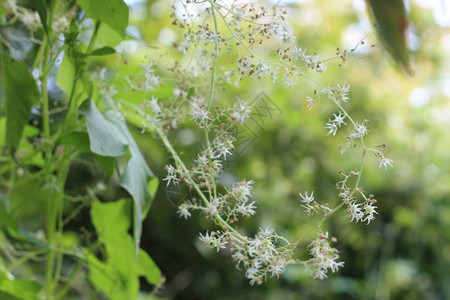 夏季乙基脑细胞瘤的发芽情况EchinocystislosbatalobatawildCuc图片