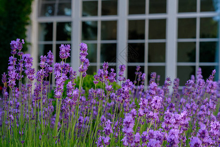 夏日外面花朵多彩的熏衣草花窗背景图片