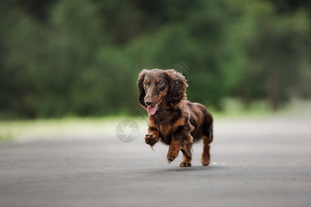 巧克力Dachshund小狗图片