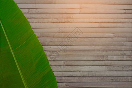 青色竹树干图案背景灰色水平线的香蕉叶新绿针状树叶图片
