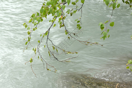 树枝在河水流下抚摸和弯曲并抄写文图片