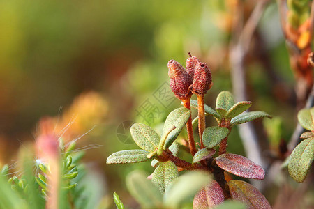 Rhododendronlaponicum拉普兰玫瑰图片