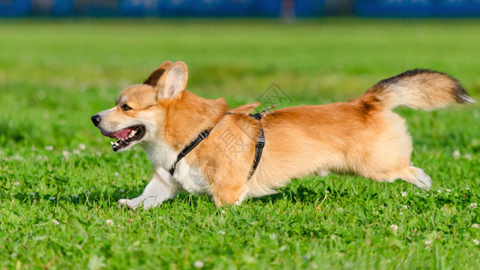 精力充沛的小家伙跑来去科吉长尾巴如何保护你的狗避免过热狗图片