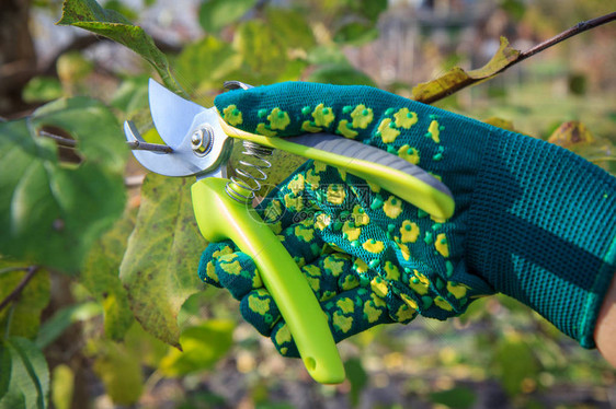 女农民照看花园果树修剪戴绿色手套的女人用修枝图片