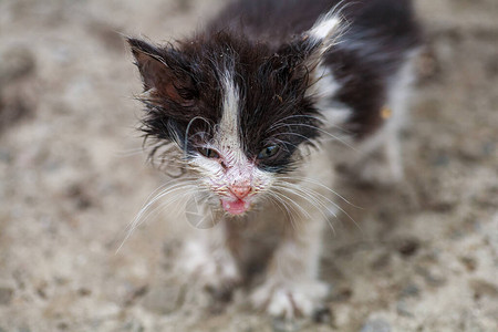 一只无家可归的生病小猫遇到了一只朋友的狗图片