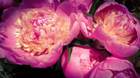 粉色牡丹玫瑰花瓣牡丹背景图片