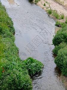 河流入海河岸有植被图片