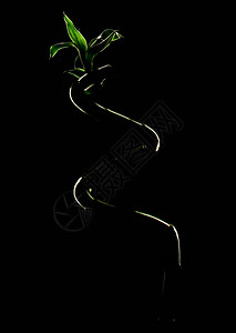 黑色背景竹秆生态概念图图片