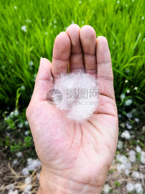 棉花树种子由稻田背景的棉球毛图片