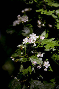 绿叶白花开的枝头图片