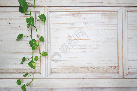 明亮的白色木墙上的绿色藤蔓图片