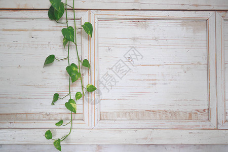 明亮的白色木墙上的绿色藤蔓背景图片