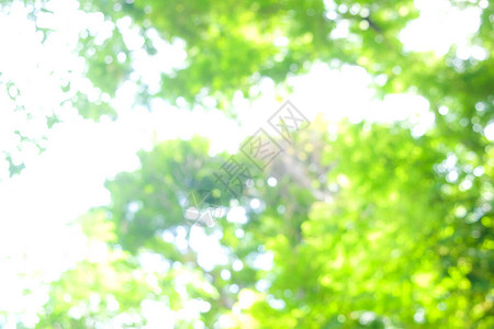 骑哈雷绿色树叶背景抽象模糊带有bokeh太阳插画