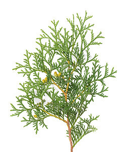 Greenarborvitae分支图片