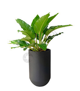 Filodondron大绿色叶子室内灌木用高的黑圆柱形锅孤立图片