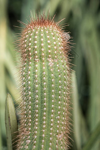 植物园里的大绿色仙人掌背景图片