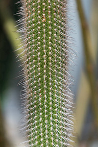 植物园里的大绿色仙人掌背景图片