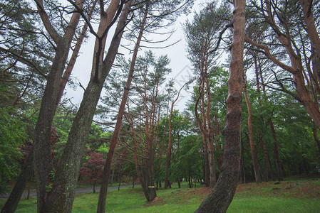 森林清新自然中的松树图片