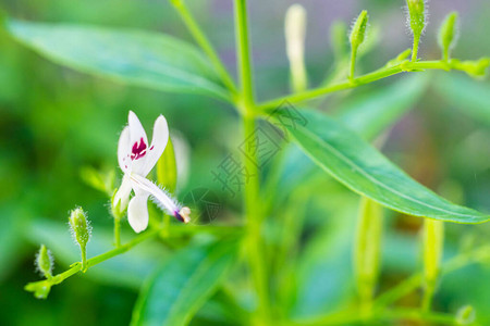 穿心莲新鲜泰国草药本有机植物叶和花特写图片