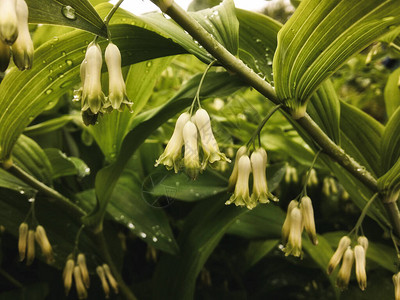 所罗门王的精致的白绿色铃铛和水晶雨滴图片