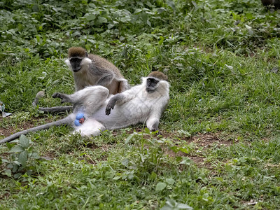 埃塞俄比亚Awassa湖上有大量的绿猴子氯气血管图片