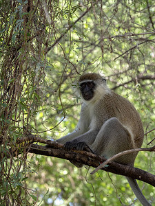 绿猴子氯环禽乙硫坐在埃塞俄比图片