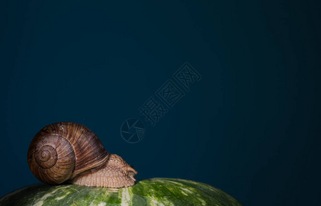 蓝色背景中西瓜上的蜗牛图片