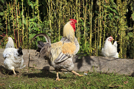 农场鸡群中的金鸡背景图片