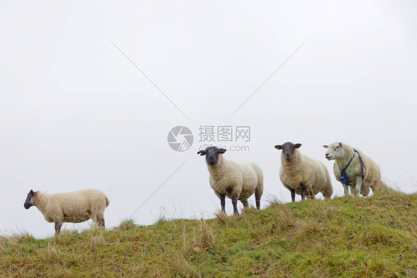 四只好奇羊的正面图高清图片下载 正版图片 摄图网
