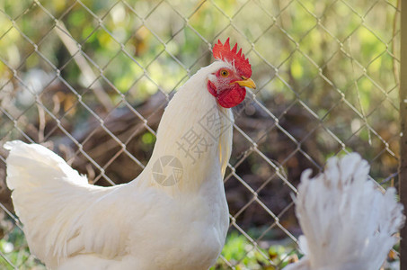公鸡在农场的画像鸡舍外的公鸡户外羽毛精美的公鸡公鸡图片