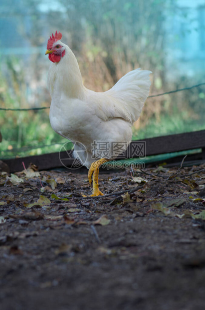 友好的白色母鸡在农家院子里自由繁殖的母鸡农场里的白母鸡母图片