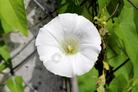 大田旋花或旋花或欧洲旋花或匍匐珍妮或拥有藤本多年生植物开放盛开的白花图片