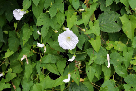 田间旋花或旋花或欧洲旋花或匍匐珍妮或占有藤本多年生草本植物图片