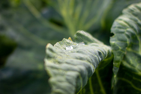 雨后花园里有水滴的白菜叶子图片