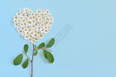 心形开花的白色绣线菊的概念图片