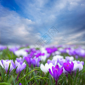 带紫色和白色花朵和明图片