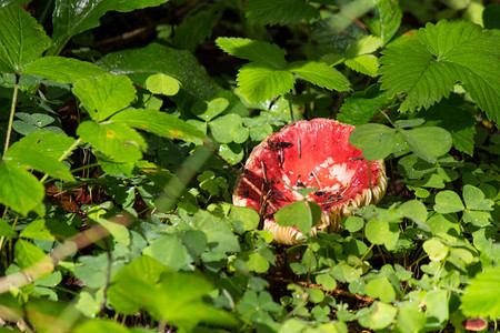 草丛中阳光下的红菇图片