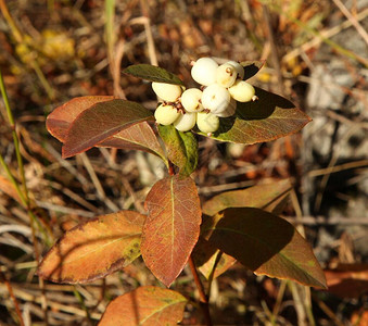 蒙大拿贝尔牙山的雪莓Symphoricarpos图片