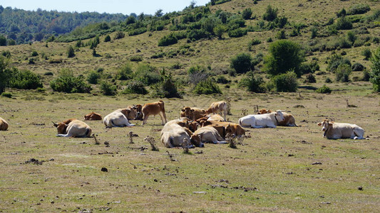 纳瓦拉乌尔巴萨山脉的奶牛图片
