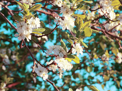 春天背景开花的樱桃花树和叶子图片