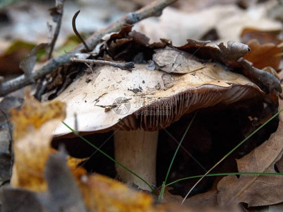 在秋天的森林里发芽的蘑菇上面是老树叶和树枝关于意图或本能图片