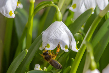 蜜蜂寻找花蜜和第一春花雪滴花瓣上有黄色圆点的白铃图片